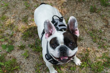 Küçük bir bulldog bir yabancıyla oynamak istediğini söyledi.