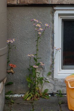 Su dolu bir fıçıda yetişen vahşi bir çiçek, musluktan gelen su damlalarıyla beslenen.
