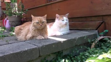 Kızıl bir kedi ve beyaz bir kedi gölgede dinleniyor ve sinekleri kaçırıyor.