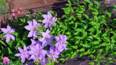 Rüzgâr, yeşil yaprakların arasında açan Clematis Joanna 'nın narin mor çiçeklerini karıştırıyor.