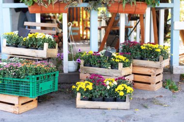 Outdoor flower pots with flowers and plants at the wooden decoration fence for garden, patio or terrace at home. Green plants in boxes. Colorful chrysanthemum flowers in garden. Daisy flowers in pots.