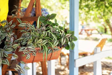 Green plants in pot on the balcony. Organic growing at home. Gardening. Zebrina in pot in summer day. Outdoor flower pot hanging on wooden fence for small garden, patio or terrace.