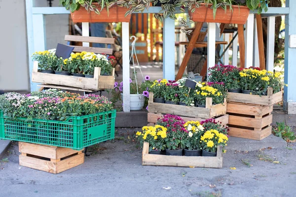 Green plants in boxes. Colorful chrysanthemum flowers in garden. Daisy flowers in pots. Outdoor flower pots with flowers and plants at the wooden decoration fence for garden, patio or terrace at home