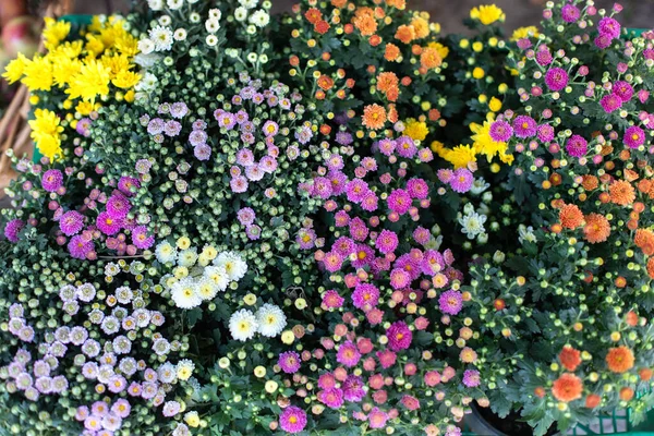 Chrysanthemum Flowers Close Floral Background Top View Texture Different Garden — Foto Stock