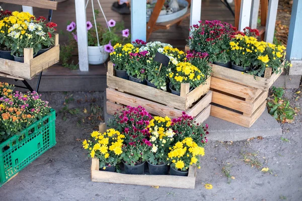 Outdoor Flower Pots Flowers Plants Wooden Decoration Fence Garden Patio — Stockfoto