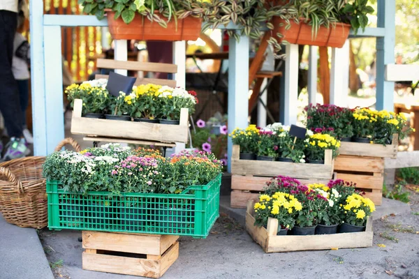 Blumentöpfe Freien Mit Blumen Und Pflanzen Holzzaun Für Garten Terrasse — Stockfoto