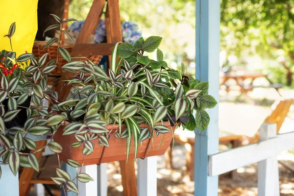 Outdoor Flower Pot Hanging Wooden Fence Small Garden Patio Terrace — Zdjęcie stockowe