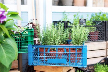 Yeşil biberiye saksısı. Aromatik bitki. Ev için şifalı bitkiler. Mutfak bitkisi saksıda. Piyasada yeşil baharatlı bitkilerle dolu bir vitrin. Evde bitki yetiştirmek. Evdeki terasta taze baharatlar var.