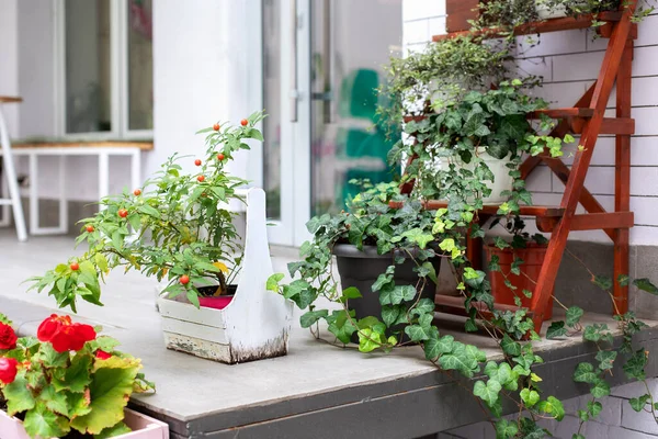 Grünpflanzen Topf Auf Dem Balkon Gartenarbeit Hause Gemütliche Veranda Des — Stockfoto