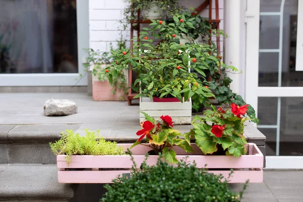 Grünpflanzen Topf Auf Dem Balkon Gartenarbeit Hause Gemütliche Veranda Des — Stockfoto
