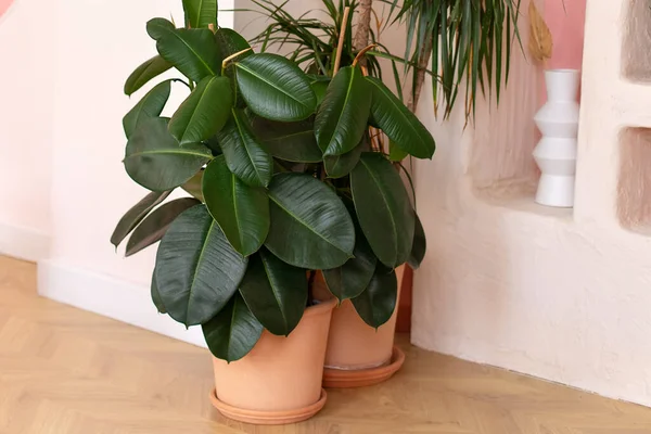 Green Ficus Plants Terracotta Pots Living Room Ficus Elastica Plant — Stock Photo, Image