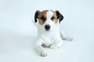 Jack Russell Terrier 'ın dinlenen köpeği, beyaz arka planda izole bir şekilde uzanıyor. Parson Russell Terrier yalan söylüyor ve kameraya bakıyor. Köpek üzgün ve sıkkın.. 