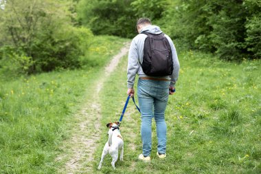 Jack Russell Terrier sahibinin tasmasıyla yürüyor ve parkta ağızlık takıyor. Koruma, güvenlik, kısıtlama konsepti. Evcil hayvan. Rahip Russell Terrier ve köpek eğitmeni itaat eğitimi alıyorlar.