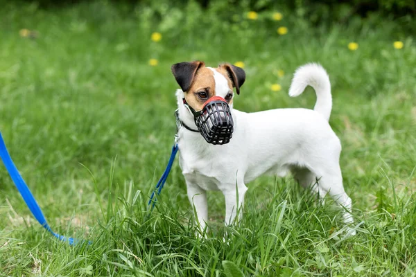 Dog breed Jack Russell Terrier walking on leash and wear muzzle with the owner in park. Protection, safety, restriction concept. Pet, domestic animal. Parson Russell Terrier on nature in the grass