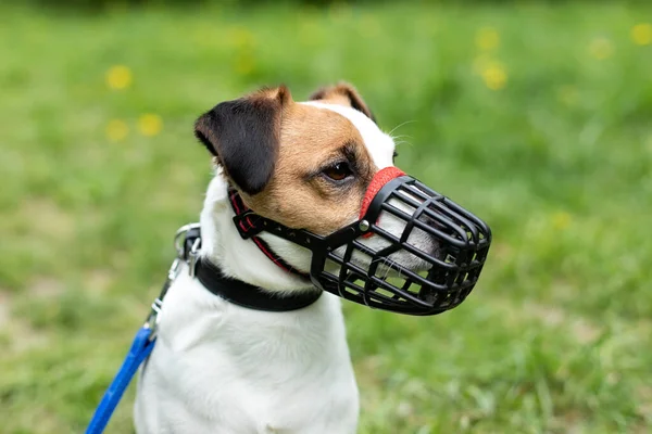 Dog breed Jack Russell Terrier walking  wear muzzle in park. Protection, safety, restriction concept. Pet, domestic animal. Parson Russell Terrier on nature in the grass.