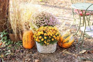 Baharda kabak ve kasımpatı dolu bir arka bahçe. Cadılar Bayramı için dekorasyon, Şükran Günü, sonbahar sezonu. Bahçede turuncu balkabakları ve sonbahar çiçekleri
