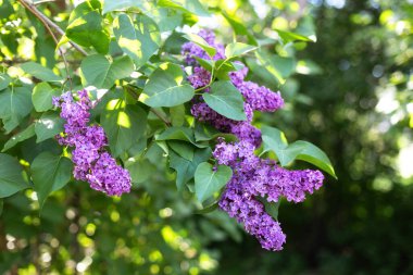 Çiçek açan mor ve mor leylak çiçekleri. Bahar mevsimi, doğa geçmişi. aroma. Baharda bahçede çiçek açan leylak çiçekleri. İlkbaharda çiçek açan mor leylakların dalı. Çiçekli leylak çalısı.  