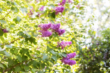 Çiçek açan mor ve mor leylak çiçekleri. Bahar mevsimi, doğa geçmişi. aroma. Baharda bahçede çiçek açan leylak çiçekleri. İlkbaharda çiçek açan mor leylakların dalı. Çiçekli leylak çalısı.  