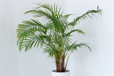 Areca Palmiye Ağacı Dekorasyonu. Dypsis lutescens ot bitkisi. Yerdeki saksıda Chamaedorea yeşil büyük palmiye ağacı. Ev bitkisi bakımı ve bahçecilik konsepti. İç tasarım odasında krizalit var.