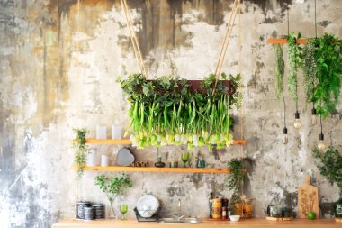 Tavana laleler asmak, düğün süsleri. Asılı yeşil bitkiler, yeşillikler ve yeşilliklerle süslenmiş dekoratif avizeler. Çiftlik evinin içi. Evdeki tavanın peyzajı. 