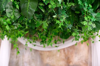 Çelenk çiçekleri ve duvardaki bitkilerden oluşmuş. Tavan dekorasyonu. Tavandan sarkan kıvırcık yeşil çelenklerle dolu bir duvar. Bitki ve bitki duvarı, doğa duvarı. Düğün iç dekorasyonu.. 