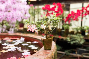 Portakallı çömlek içinde çiçek açan renkli açelyalar. Serada çeşitli çiçekler ve bitkilerle dolu ahşap bir raf. Bahçecilik, hobi, bakım bitkisi, bahçe işleri. İç tasarım sera portakalı