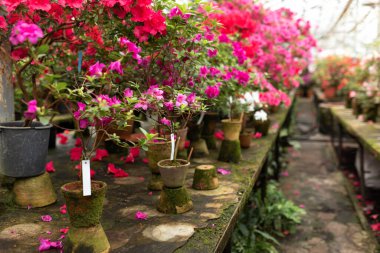 İç tasarım sera portakalı. Portakallı çömlek içinde çiçek açan renkli açelyalar. Serada çeşitli çiçekler ve bitkilerle dolu ahşap bir raf. Bahçecilik, hobi, bakım bitkisi, bahçe işleri.. 