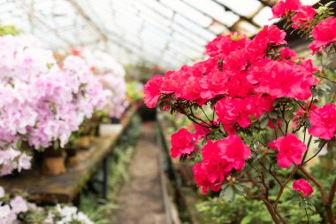 Yakın çekim makro çiçekleri kırmızı renkli Azalea çiçekleri. Portakallı çömlek içinde çiçek açan renkli açelyalar. Bahçecilik, hobi, bakım bitkisi, bahçe işleri. Hint Azalea (Rhododendron simsii) taç yaprakları