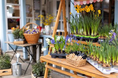 Çiçekler sokak pazarından alınır. Masada saksıda bir sürü bitki var. Bahçıvanlık, hobi konsepti. Güzel sümbüller, nergis çiçekleri, bahçe aletleri bahçede bir kürek ve tırmık.