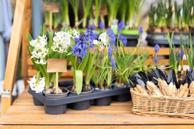 Saksıdaki sümbül çiçekleri, bitkiler ve küçük bahçe aletleri masada bir kürek ve tırmık. Bahçıvanlık, hobi, çiçek yetiştirme. Sokak pazarında çiçek satışı. Çok 
