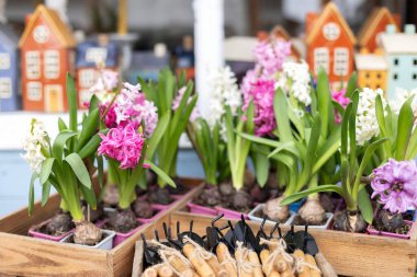Bir sürü sümbül çiçeği saksılarda, bitkilerde ve küçük bahçe aletlerinde bir kürek ve masada tırmık. Bahçıvanlık, hobi, çiçek yetiştirme. Sokak pazarında çiçek satışı
