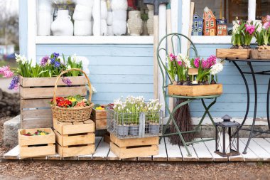 Ev ya da bahçe için güzel çiçekler ve bitkiler. Sokak pazarında satılık sepetlerde çeşitli buketler. Terastaki saksılarda sümbüllü çiftlik evi. Evdeki bahar iç dekorasyonu. Masa, sandalye.
