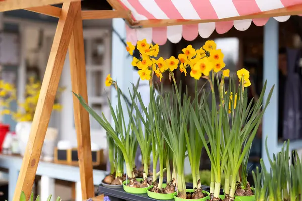 Çiçek saksısında sarı çiçek açan nergisler dükkânda sergileniyor. Bahçedeki ahşap stantta güzel çiçekler sat. Çiçekler sokak pazarından alınır. Masada saksıda bir sürü bitki var. Çiçek arkaplanı.