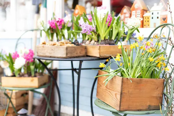 Yeşil sandalye ve bahçedeki güzel nergis çiçekleri. Saksıda bir sürü sümbül çiçeği, masada bitkiler. Bahçecilik ve hobi konsepti, evdeki çiçeklerle ilgilenmek. Çiçekler sokak pazarından alınır.