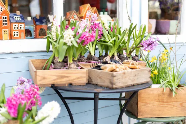 Bir sürü sümbül çiçeği saksılarda, bitkilerde ve küçük bahçe aletlerinde bir kürek ve masada tırmık. Bahçecilik ve hobi konsepti, evdeki çiçeklerle ilgilenmek. Sokak pazarında çiçekçi dükkanı
