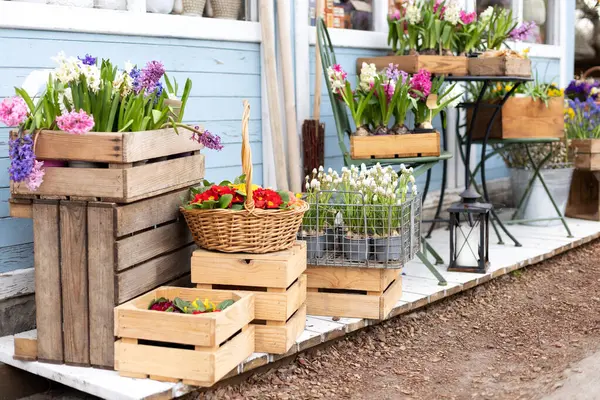 Sokak pazarında satılık sepetlerde çeşitli buketler. Terastaki saksılarda sümbüllü çiftlik evi. Evdeki bahar iç dekorasyonu. Masa, sandalye. Ev ya da bahçe için güzel çiçekler ve bitkiler