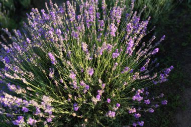 Lavender fields, Provence, France. Aromatherapy. Nature Cosmetics. Concept of beauty and aromatherapy. Selective focus on bush lavender flower in flower garden. Lavender purple flowers lit by sunlight