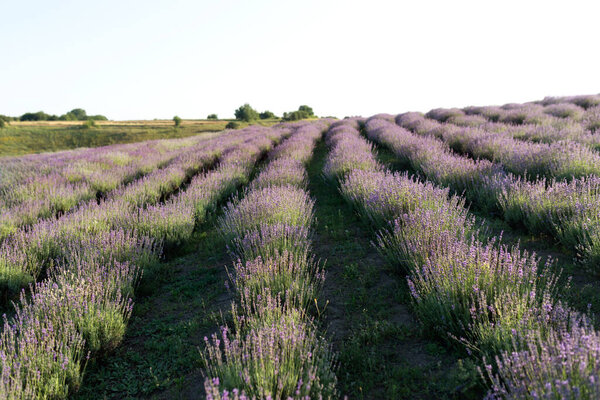 Фиолетовые Лавандовые поля, Прованс. Ароматерапия. Природа косметики. Избирательное внимание к цветку лаванды в цветнике. Лаванда фиолетовые цветы освещаются солнечным светом. Красивый фон природы