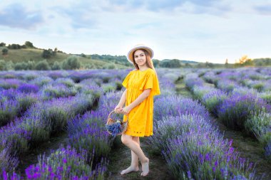 Lavanta tarlasında hasır şapkalı ve sarı elbiseli güzel bir genç kız lavanta topluyor. Sevimli kız, sepet menekşe çiçekleriyle lavanta çalılarının ortasında duruyor. Provence, Fransa. 