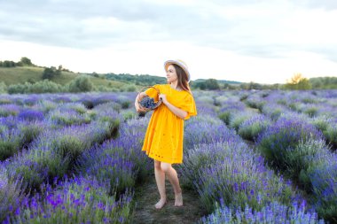Lavanta tarlasında hasır şapkalı ve sarı elbiseli güzel bir genç kız lavanta topluyor. Sevimli kız, sepet menekşe çiçekleriyle lavanta çalılarının ortasında duruyor. Provence, Fransa. 