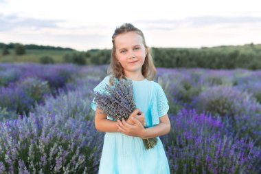 Mavi elbiseli güzel küçük kız lavanta tarlasında lavanta topluyor. Lavanta buketi tutan ve lavanta çalılarının ortasında duran sevimli kız çocuğu portresi. Kaynak