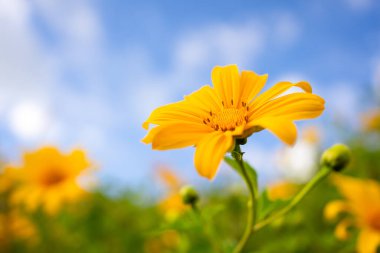closeup beautiful yellow lotus flower in a field with blue sky background. Yellow flower field of Tree Marigold or Maxican sunflower field.Buatong flowers in Thailand.