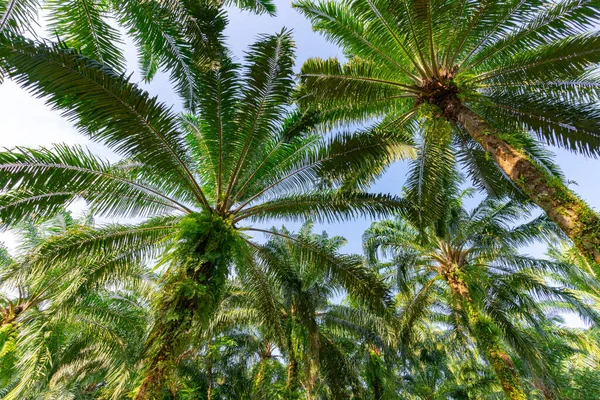 蓝天背景下的棕榈树高程视图 图库图片