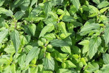 Güneşli bir günde bir grup taze ısırgan otu. Tam çerçeve