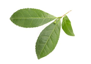 Fresh Camellia sinensis or tea plant leaves isolated on white background