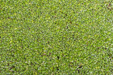Natural vibrant green background composed of a dense pattern of aquatic plants, creating an abstract and textured visual effect. Full frame
