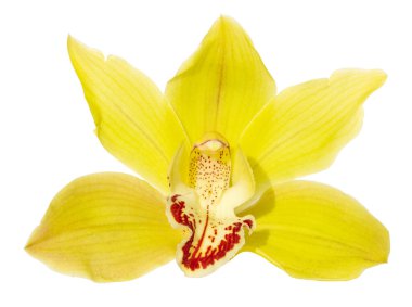 Yellow cymbidium orchid flower isolated on white background. Cymbidium devonianum