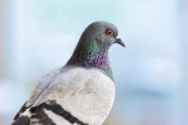 Bulanık arka planda Hint Güvercini ya da Kaya Güvercini. Boşluğu kopyala