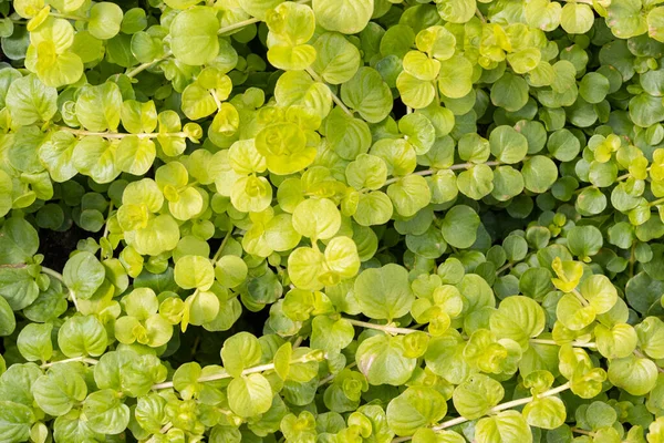 庭で成長するジェニーの背景の質感を忍び寄るとも呼ばれる緑のヨモギ リュシマキア ナンマリア — ストック写真
