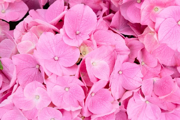 粉红的绣花背景质感 — 图库照片